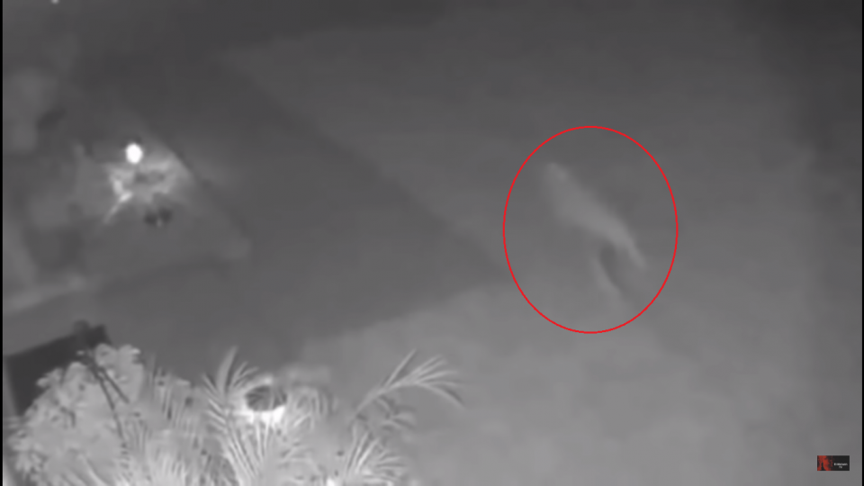 Φλόριντα: Γυναίκα ισχυρίζεται ότι είδε δεινόσαυρο στην αυλή της [βίντεο] - ΠΕΡΙΕΡΓΑ