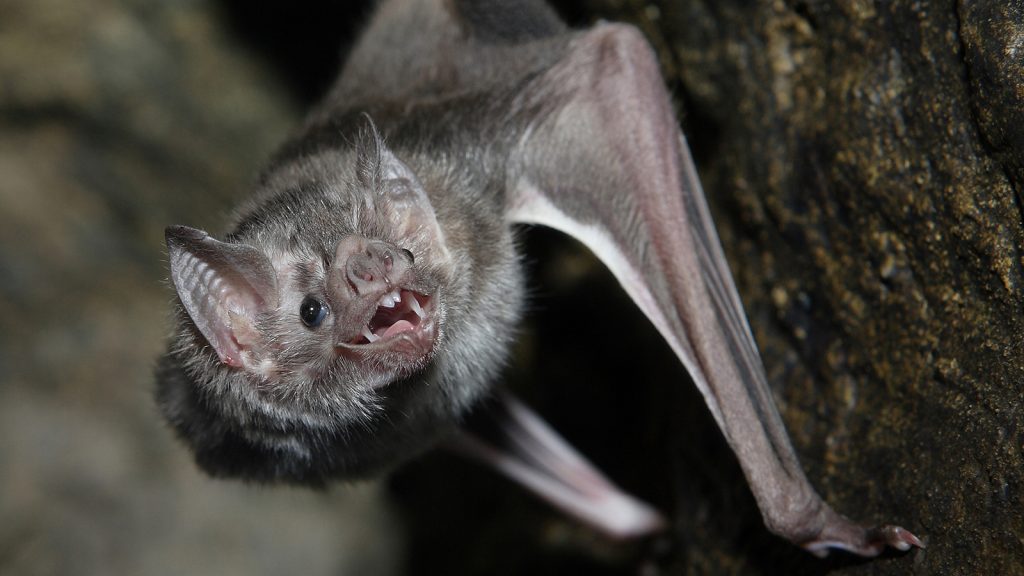Ο εφιάλτης της νυχτερίδας – Από Κίνα, Φιλιππίνες ή Ινδία θα ξεκινήσει η νέα πανδημία - ΔΙΕΘΝΗ