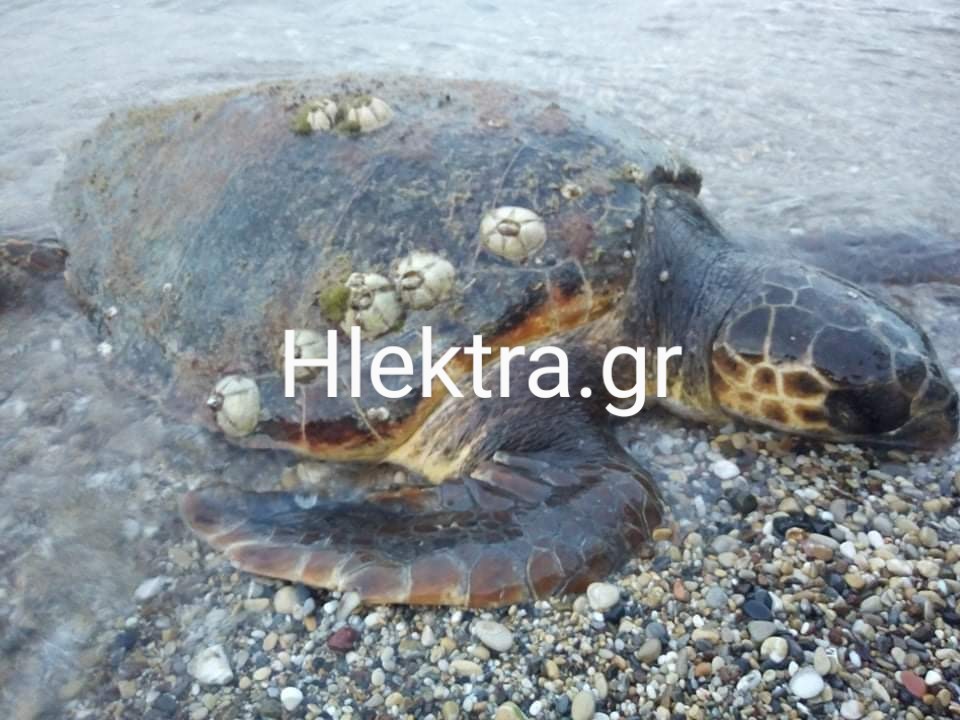 Βρέθηκε νεκρή χελώνα στο Κοκκώνι Κορινθίας - Δείτε εικόνες και βίντεο - ΚΟΡΙΝΘΙΑ