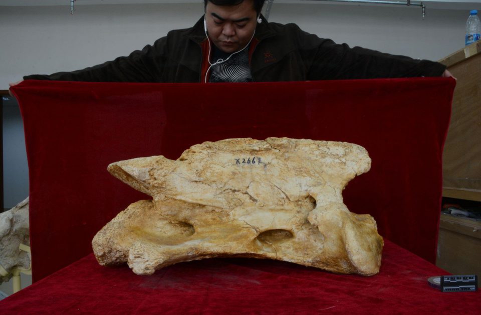 Ανακαλύφθηκε γιγάντιος προϊστορικός ρινόκερος στην Κίνα - ΠΕΡΙΕΡΓΑ