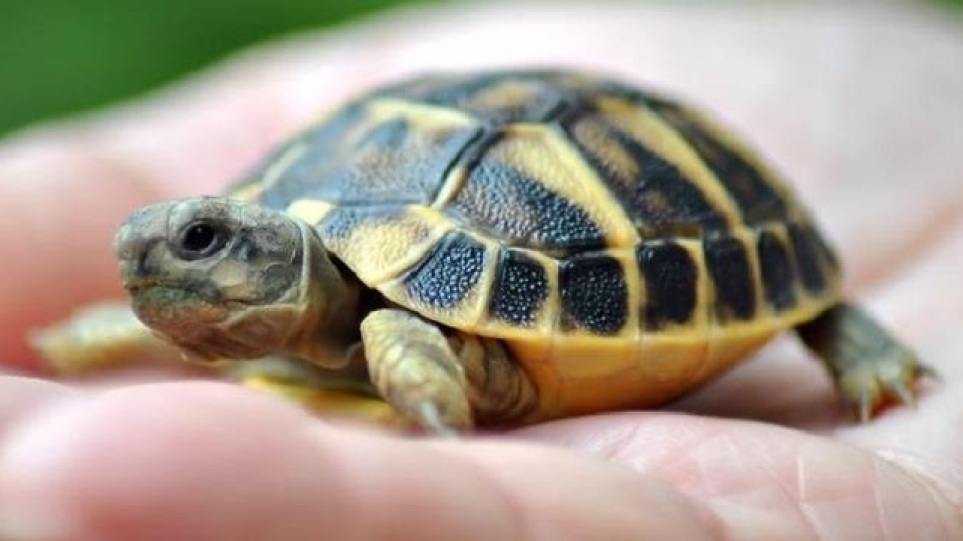 Κύπρος: «Μόδα» οι μπομπονιέρες με ζωντανές χελώνες! - ΠΕΡΙΕΡΓΑ