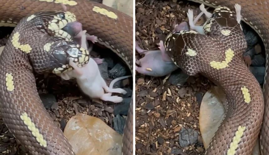 Σπάνιο βίντεο: Δικέφαλο φίδι τη στιγμή που κατασπαράσσει δύο ποντίκια - ΠΕΡΙΕΡΓΑ