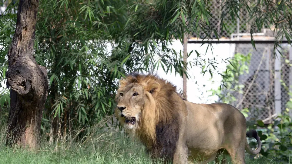 Κένυα: «Χάος» στους δρόμους -Λιοντάρι το έσκασε από το εθνικό πάρκο – Δείτε βίντεο - ΠΕΡΙΕΡΓΑ