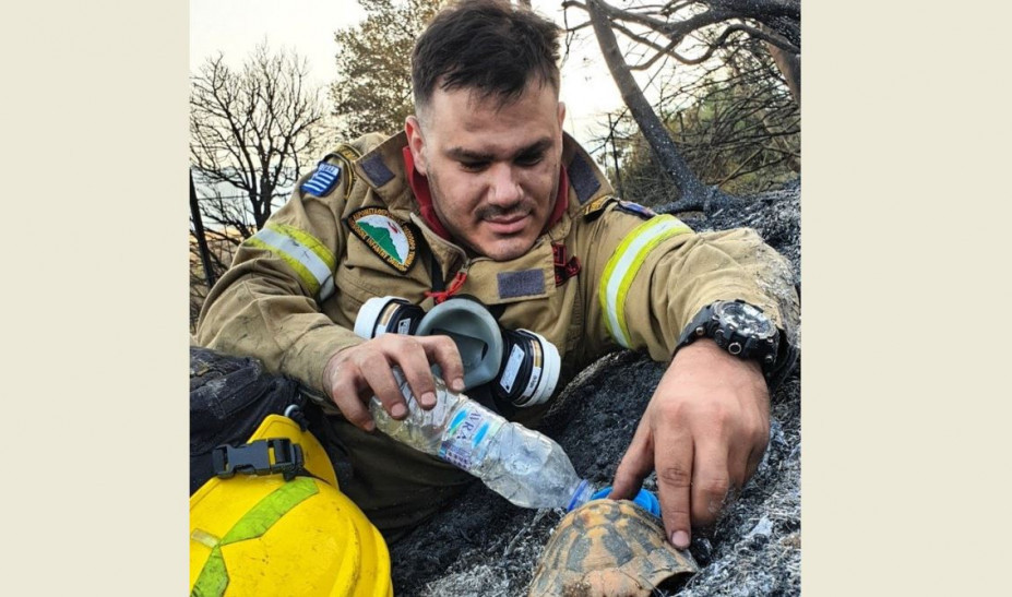 Αχαΐα: Συγκινητική εικόνα με πυροσβέστη που δίνει νερό σε χελώνα μετά τη φωτιά - ΕΛΛΑΔΑ