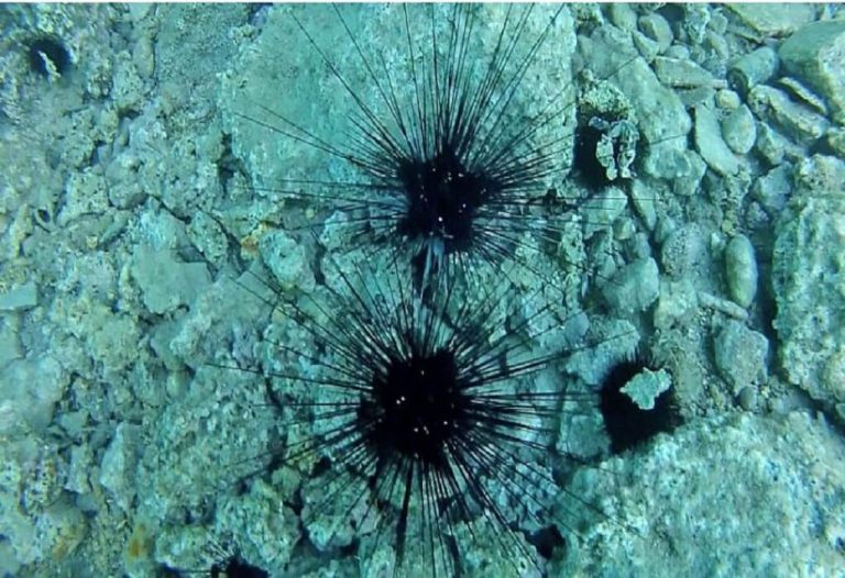 Diadema Setosum: Ο δηλητηριώδης αχινός που αυξάνεται στις ελληνικές θάλασσες - ΠΕΡΙΕΡΓΑ