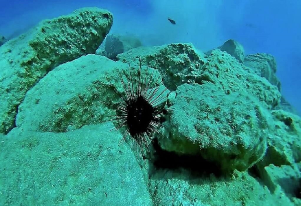 Diadema Setosum: Ο δηλητηριώδης αχινός που αυξάνεται στις ελληνικές θάλασσες - ΠΕΡΙΕΡΓΑ