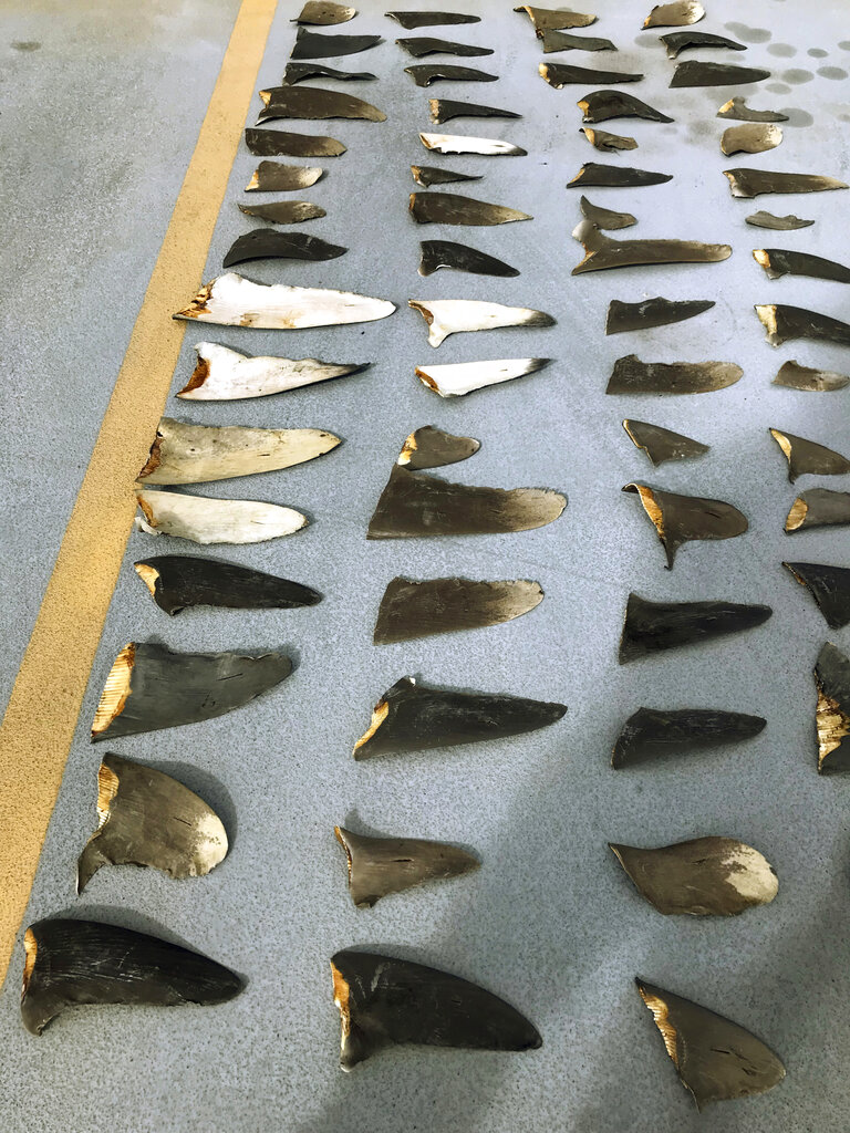 FILE - This Nov. 28, 2018, file photo provided by the United States Attorney's Office and introduced as evidence in court in Honolulu shows some of the hundreds of shark fins seized from a Japanese fishing boat. A business that owns a Japanese fishing boat pleaded guilty Thursday, Oct. 8, 2020 in a shark finning case. Hamada Suisan Co. Ltd. agreed to pay a $126,000 fine and forfeit another $119,000 because of an investigation that found shark fins in crewmembers' luggage in 2018. (U.S. Attorney's Office via AP, File)