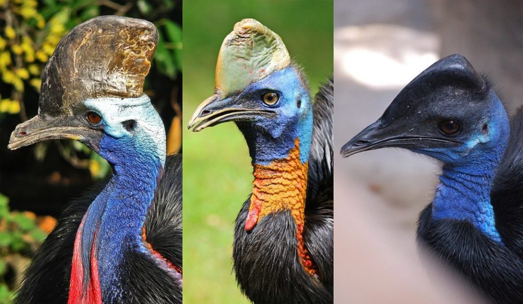 Το πιο επικίνδυνο πουλί στον κόσμο ανατράφηκε από τον άνθρωπο πριν από 18.000 χρόνια - ΔΙΕΘΝΗ