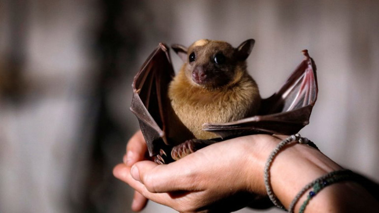 Επιστήμονες αναζητούν την προέλευση του κορωνοϊού σε νυχτερίδες της Καμπότζης - ΔΙΕΘΝΗ