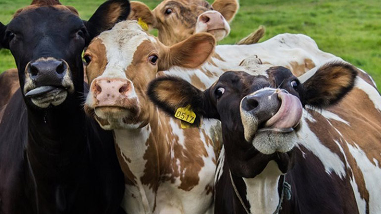 Νέα Ζηλανδία: Αγελάδες πηγαίνουν στην… τουαλέτα για να αντιμετωπιστεί το φαινόμενο του θερμοκηπίου! - ΠΕΡΙΕΡΓΑ