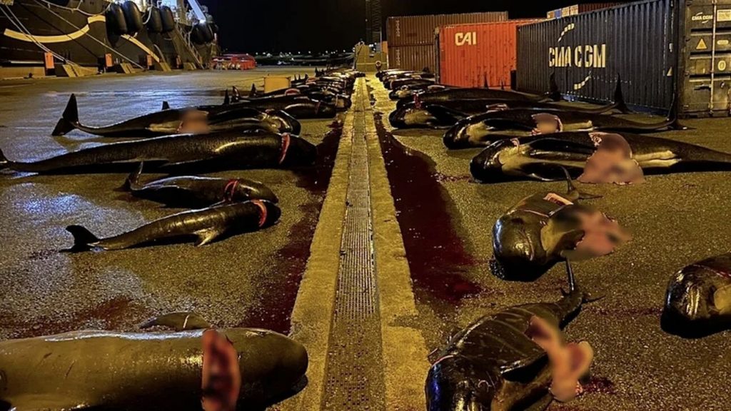 Σοκαριστικές εικόνες από τα νησιά Φερόε: Σφαγιάστηκαν 52 δελφίνια - ΔΙΕΘΝΗ