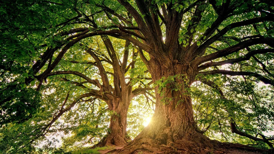Σχεδόν το ένα στα τρία είδη δέντρων της Γης κινδυνεύουν με εξαφάνιση, εκτιμούν επιστήμονες - ΔΙΕΘΝΗ