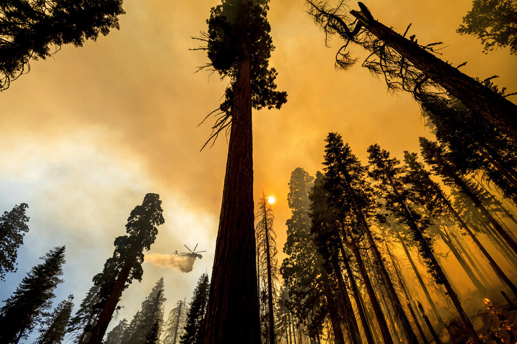 Κλιματική αλλαγή: Δέκα από τα προστατευόμενα δάση εκπέμπουν πλέον διοξείδιο του άνθρακα - ΔΙΕΘΝΗ