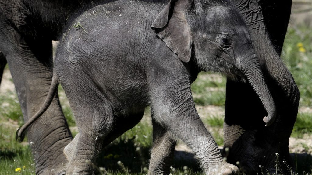 Mητρικό ένστικτο: Μαμά ελεφαντίνα σκοτώνει κροκόδειλο για να προστατέψει το μικρό της (βίντεο) - ΠΕΡΙΕΡΓΑ
