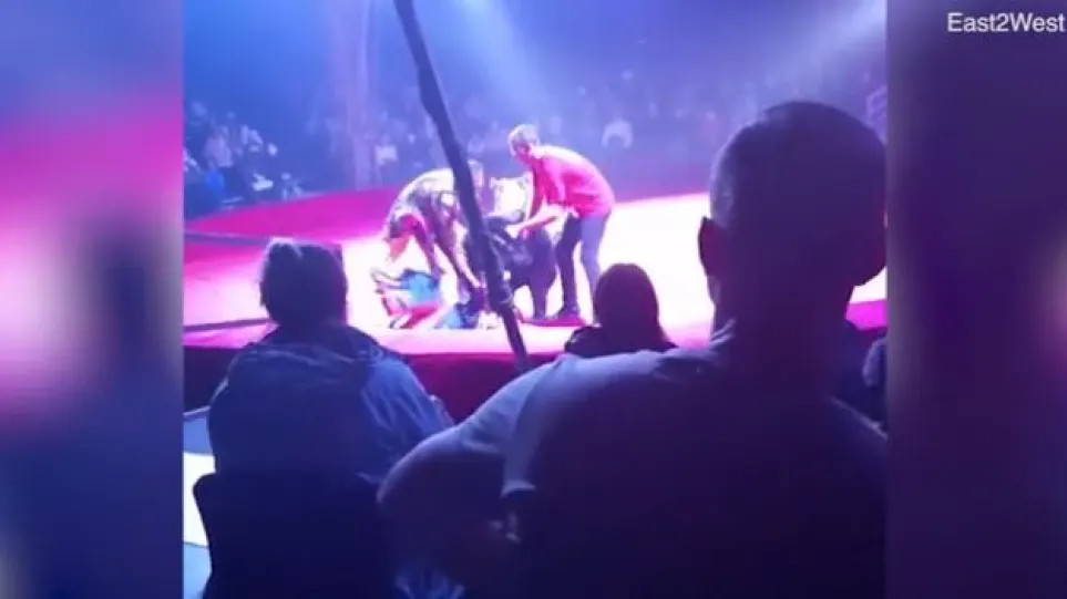 Ρωσία: Αρκούδα επιτέθηκε σε έγκυο θηριοδαμάστρια σε τσίρκο – Δείτε βίντεο - ΠΕΡΙΕΡΓΑ