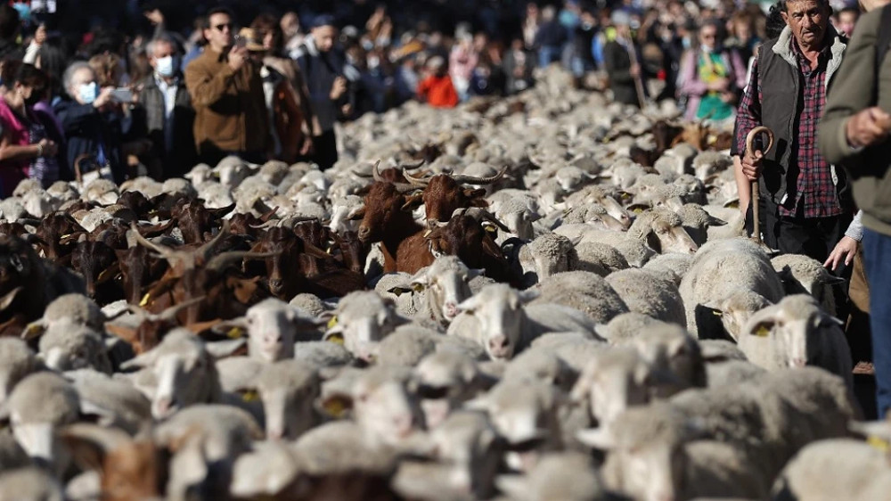 Γέμισαν με πρόβατα οι δρόμοι της Μαδρίτης – Κατευθύνονται προς τα χειμερινά τους βοσκοτόπια - ΠΕΡΙΕΡΓΑ