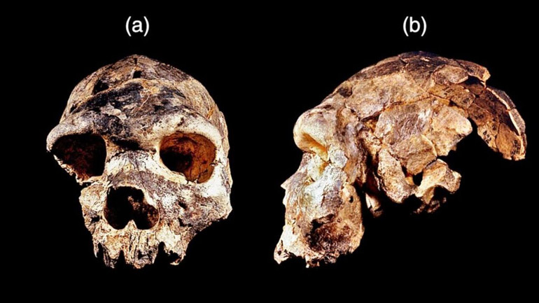 Ανακαλύφθηκε ένας νέος πρόγονος του ανθρώπου, ο Homo bodoensis - ΔΙΕΘΝΗ