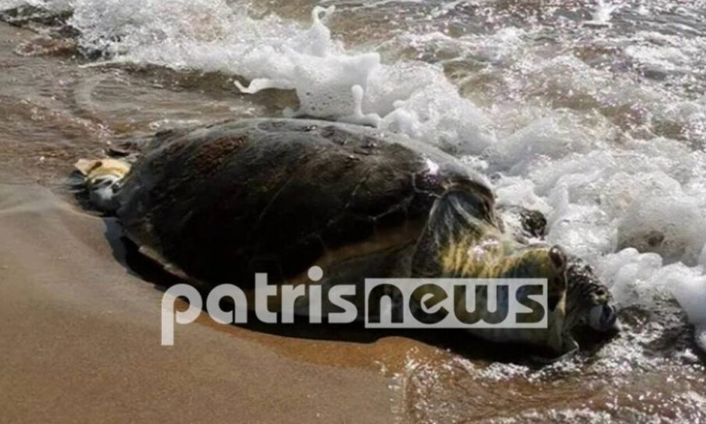 Ηλεία: Βρέθηκε νεκρή χελώνα Καρέτα-καρέτα στον Άγιο Ηλία - ΕΛΛΑΔΑ
