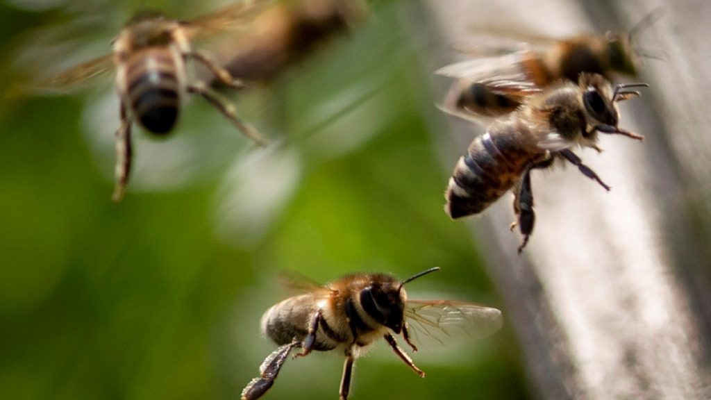 Οι μέλισσες «ουρλιάζουν» όταν δέχονται επίθεση από σφήκες – Τι έδειξε νέα μελέτη - ΠΕΡΙΕΡΓΑ