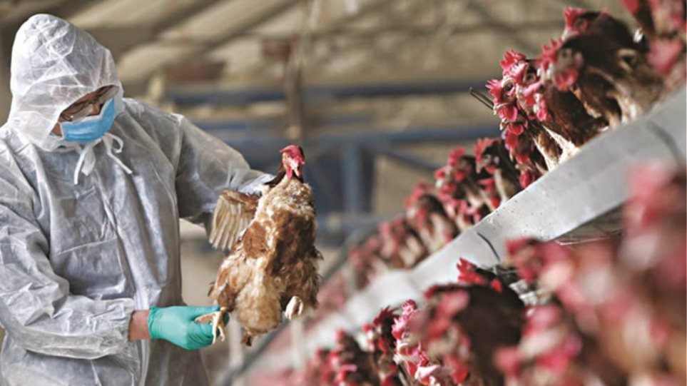 Γρίπη των πτηνών: Ραγδαία αύξηση κρουσμάτων στην Ευρώπη – Συναγερμός και στην Ελλάδα - ΔΙΕΘΝΗ