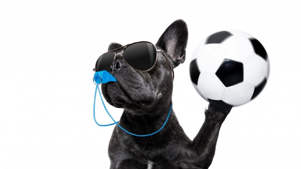 soccer-dog-st