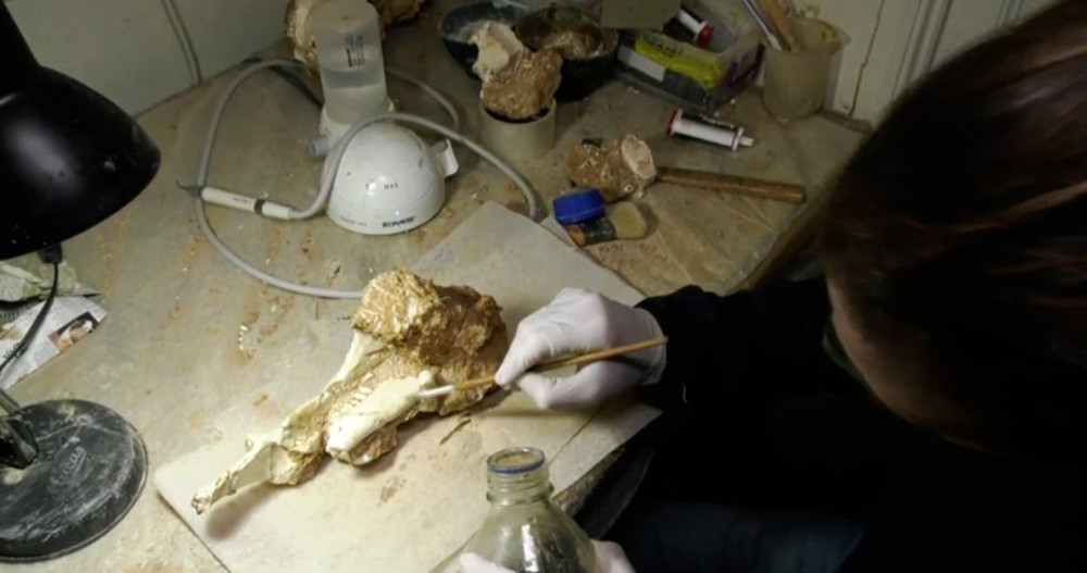 Λέσβος: Βρέθηκαν απολιθωμένα οστά ζώων 2 εκατομμυρίων ετών (video) - ΕΛΛΑΔΑ