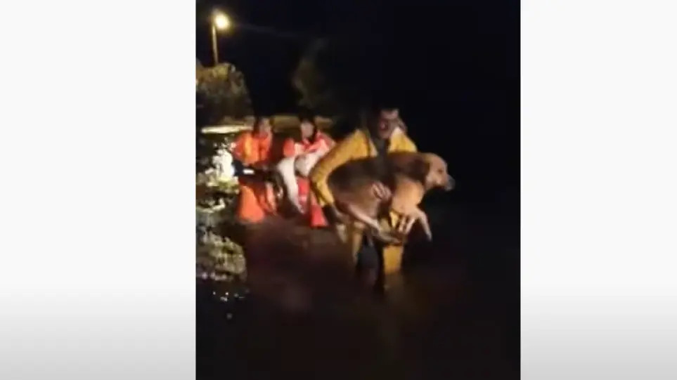 Αχαΐα: Η στιγμή που μέλη της ΕΜΑΚ απεγκλωβίζουν έναν άνδρα και τα δύο σκυλιά του (βίντεο) - ΕΛΛΑΔΑ