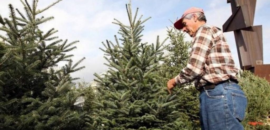 Ταξιάρχης Χαλκιδικής: Ρεκόρ σημείωσαν οι πωλήσεις έλατων τα Χριστούγεννα -Άρχισαν να φυτεύουν τα επόμενα - ΕΛΛΑΔΑ