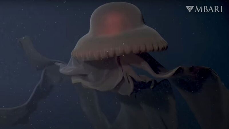 giant-medusa