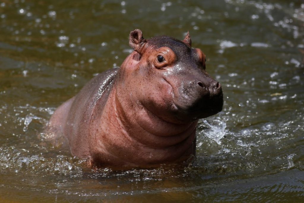 hippopotamus-1068x712-1