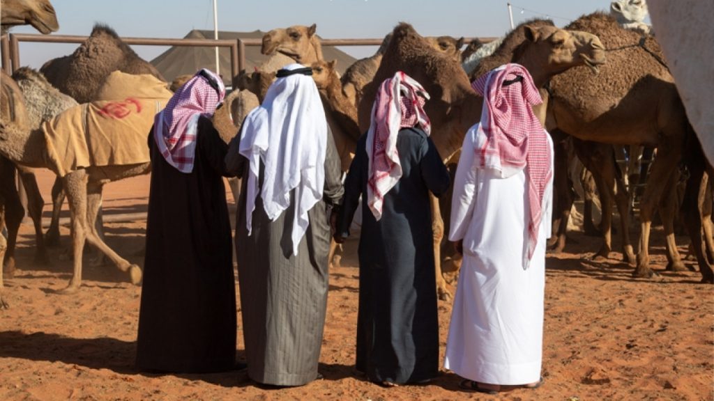 Σαουδική Αραβία: 43 καμήλες εκτός διαγωνισμού ομορφιάς γιατί είχαν υποβληθεί σε… μπότοξ - ΠΕΡΙΕΡΓΑ