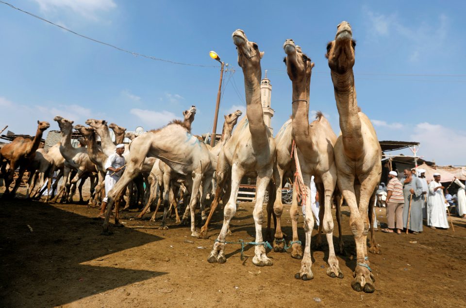 Σ. Αραβία: 40 καμήλες που είχαν κάνει μπότοξ αποκλείστηκαν από καλλιστεία - ΔΙΕΘΝΗ