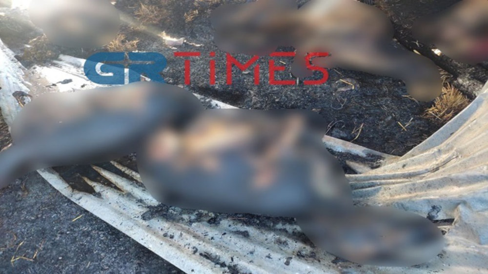 Καστοριά: Φωτιά σε κτηνοτροφική μονάδα απανθράκωσε 250 ζώα - ΕΛΛΑΔΑ