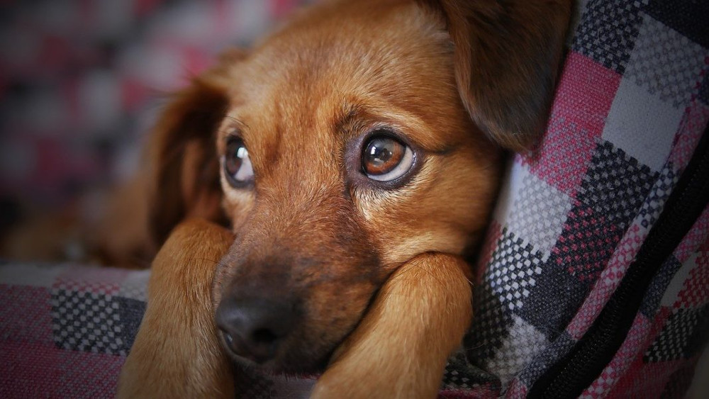 Οι γιορτές μπορεί να είναι αγχωτικές για τα σκυλιά – Τι συστήνουν οι ειδικοί - ΠΕΡΙΕΡΓΑ