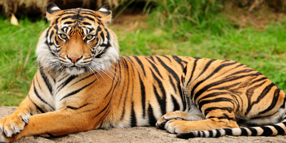 ΗΠΑ: Αστυνομικός πυροβόλησε και σκότωσε τίγρη που άρπαξε το χέρι άνδρα σε ζωολογικό κήπο - ΔΙΕΘΝΗ