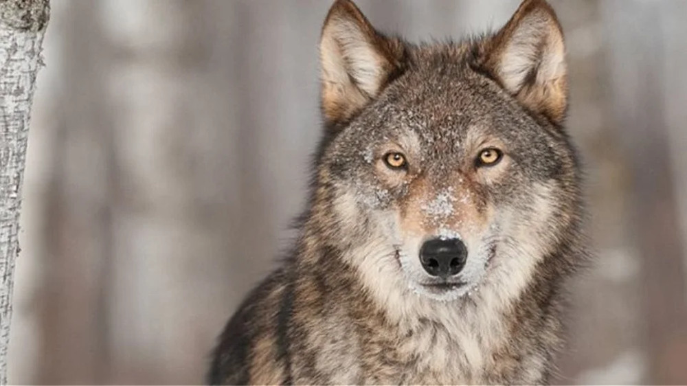 Λύκος επιτέθηκε σε οικογένεια στον δρυμό της Πάρνηθας - ΕΛΛΑΔΑ