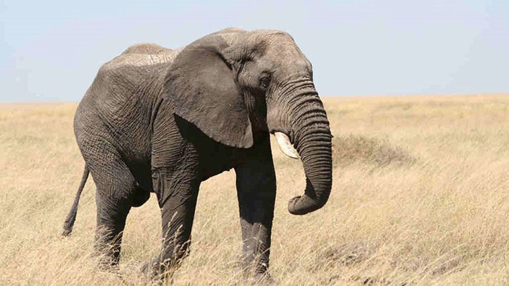 Ουγκάντα: Ελέφαντας ποδοπάτησε και σκότωσε τουρίστα κατά τη διάρκεια σαφάρι - ΔΙΕΘΝΗ