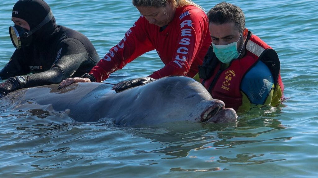 Άλιμος: Ελεύθερη στα βαθιά η τραυματισμένη φάλαινα - ΕΛΛΑΔΑ