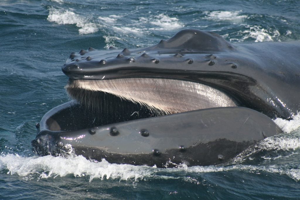 Επιστήμονες ανακάλυψαν γιατί οι φάλαινες δεν πνίγονται όταν τρώνε - ΕΠΙΣΤΗΜΗ
