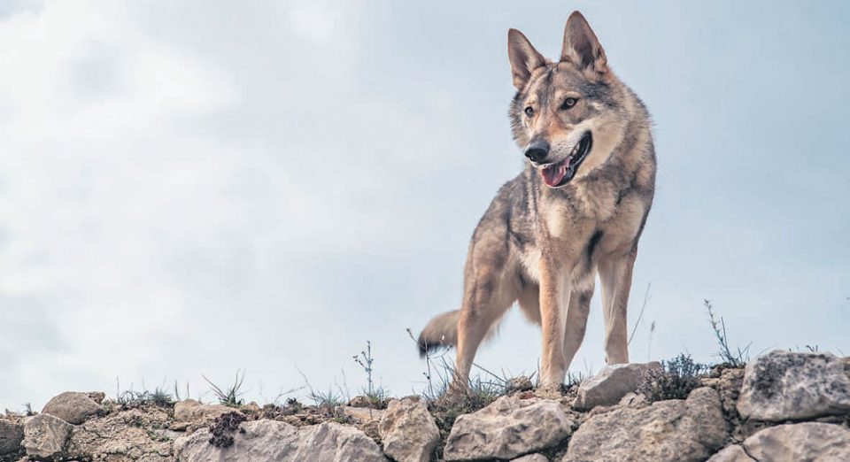 Αυξήθηκαν οι επιθέσεις λύκων σε κυνηγετικούς σκύλους - ΕΛΛΑΔΑ