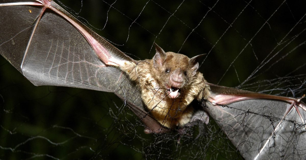 Αυτό είναι το νέο στέλεχος του κορονoϊού που μπορεί να μεταπηδήσει από τις νυχτερίδες στον άνθρωπο - ΕΠΙΣΤΗΜΗ