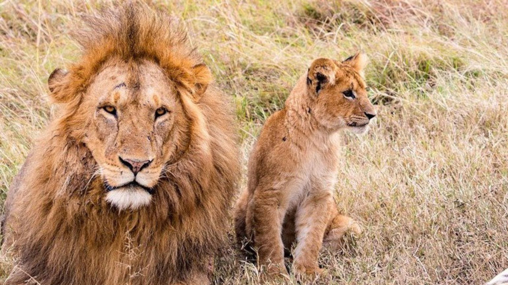 Νότια Αφρική: Πούμα και λιοντάρια μολύνθηκαν από κορωνοϊό - ΔΙΕΘΝΗ