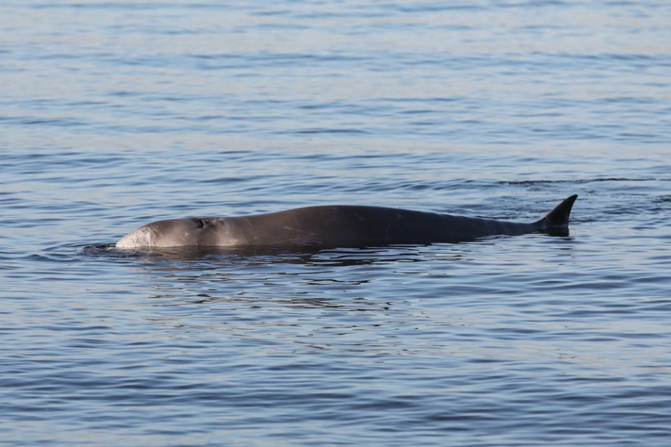 Φάλαινα Ζιφιός: «Όλα έγιναν λάθος» λέει το Ινστιτούτο Θαλάσσιας Προστασίας «Αρχιπέλαγος» - ΕΛΛΑΔΑ