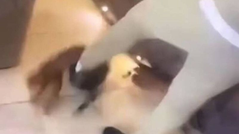 Ποδοσφαιριστής της Premier League κακοποιεί τη γάτα του – Σάλος από το εξοργιστικό βίντεο - ΔΙΕΘΝΗ