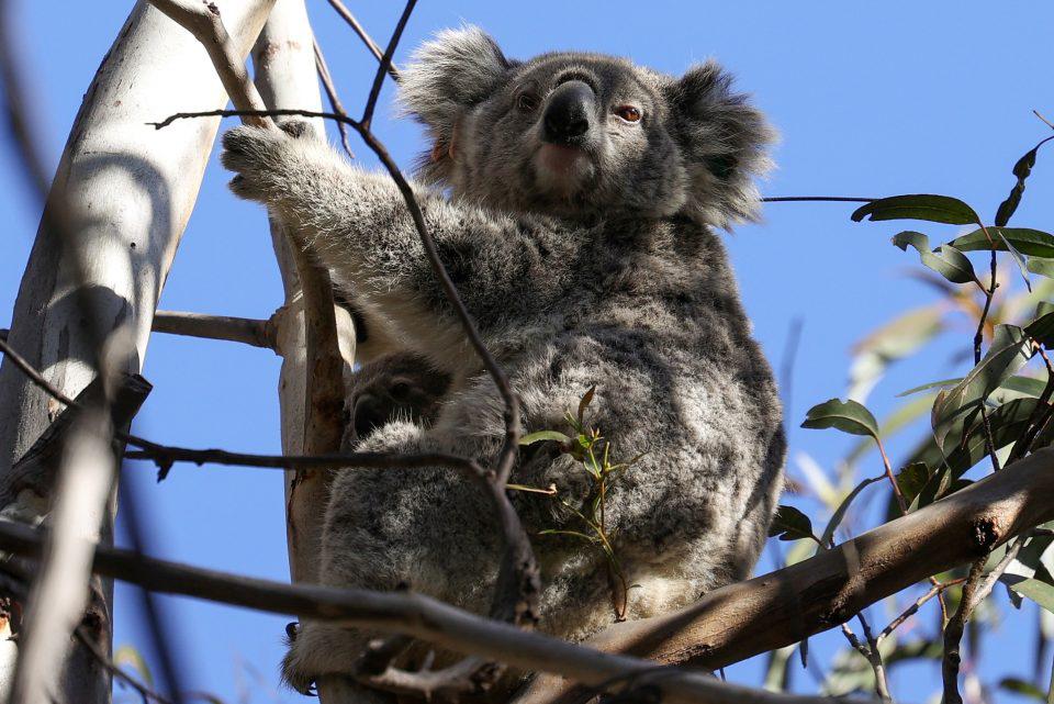 Αυστραλία: Ανακηρύσσει επίσημα τα κοάλα σε «είδος υπό εξαφάνιση» - ΔΙΕΘΝΗ