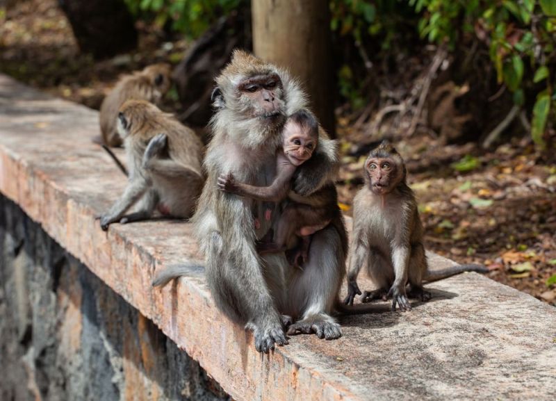 Τραγωδία στην Ινδία: Αγέλη από μαϊμούδες σκότωσε 5χρονη - ΔΙΕΘΝΗ