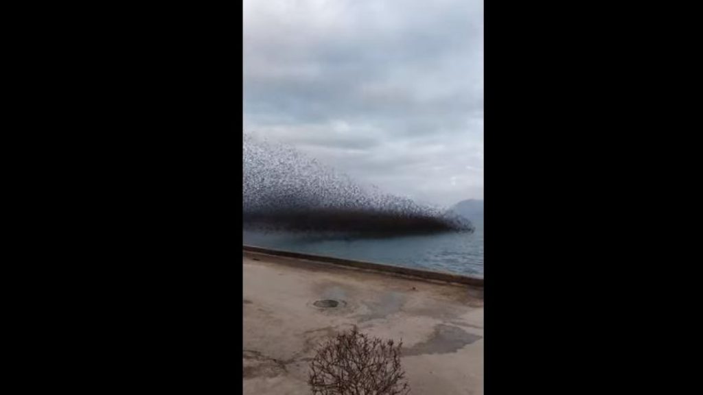 Πάτρα: «Μαύρισε» ο ουρανός από τα πουλιά στο Ρίο-Δείτε εντυπωσιακό βίντεο - ΠΕΡΙΕΡΓΑ
