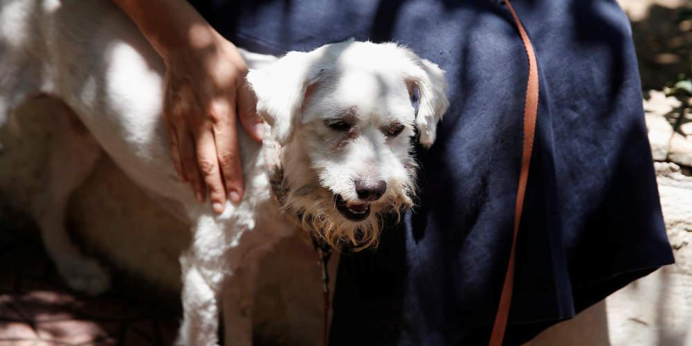 Νέα μελέτη: Θρηνούν και οι σκύλοι την απώλεια του συντρόφου τους - Χωρίς κατηγορία