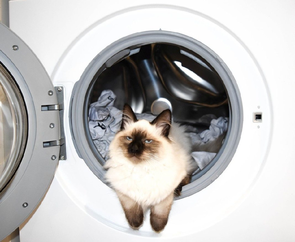 Γάτα επέζησε μετά από «πλύσιμο» σε πλυντήριο - ΠΕΡΙΕΡΓΑ