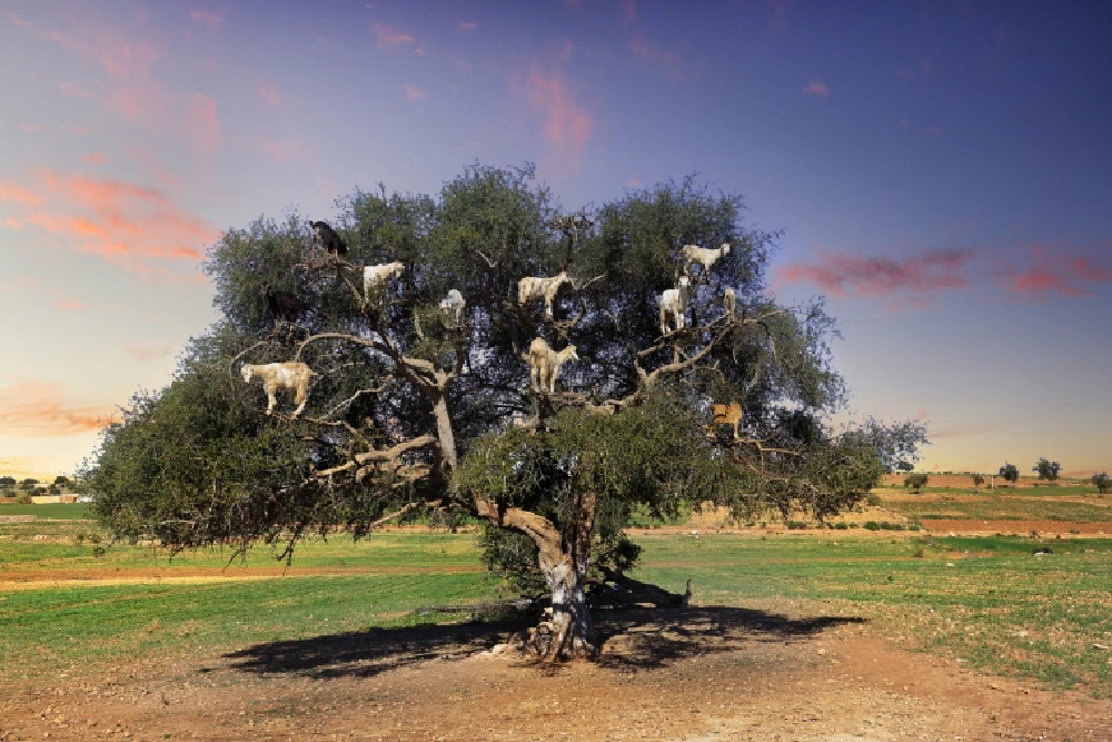 Γιατί οι κατσίκες σκαρφαλώνουν στα δέντρα στο Μαρόκο - ΠΕΡΙΕΡΓΑ